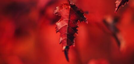 red-leaf