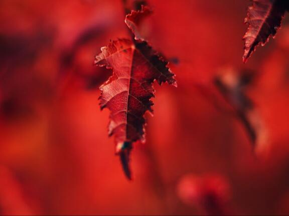 red-leaf